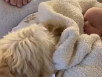 赤ちゃんを毛布で包もうとする犬さん♡ 優しさあふれるお世話シーンが尊い