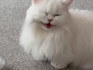 これなら意思疎通も完璧♡ ご飯をめぐって会話する猫さんが可愛い