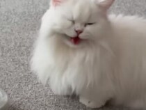 これなら意思疎通も完璧♡ ご飯をめぐって会話する猫さんが可愛い