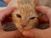 なでなでが気持ちよすぎて白目に!?  変顔になっちゃう猫さんが面白可愛い