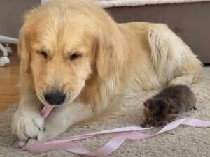 ボール派の犬もリボンに夢中! 子猫と一緒に遊ぶゴールデンの優しい時間