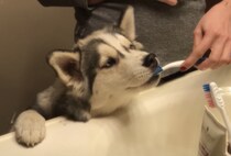 歯磨き大好きな犬さん、毎晩ちゃんと歯のお手入れ！