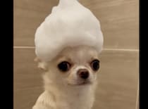 犬「お風呂で遊ばないでっ…！」 頭の泡がぷるぷるる〜。