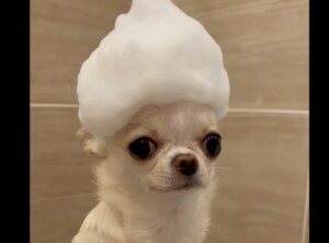 犬「お風呂で遊ばないでっ…！」 頭の泡がぷるぷるる〜。