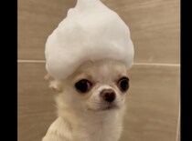 犬「お風呂で遊ばないでっ…！」 頭の泡がぷるぷるる〜。