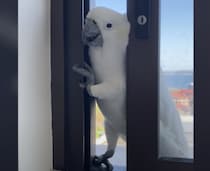 お邪魔するよー♪ 窓から野生のオウムが侵入！？