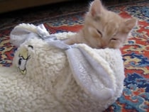 「僕にぴったりだにゃ♪」ルームシューズにすっぽりハマって眠る子猫