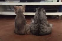 後ろ姿、可愛すぎ！ 仲良く座ってテレビに夢中な犬&猫。