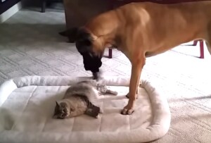 猫に寝床を奪われたデカワンコ 、可愛らしい反撃を開始!