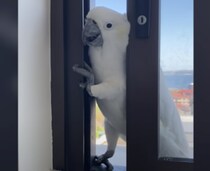 お邪魔するよー♪ 窓から野生のオウムが侵入！？