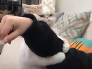 「もうどこにも行かニャいでっ!」ギュッと抱きついてくる猫。