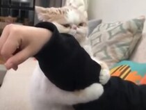 「もうどこにも行かニャいでっ！」ギュッと抱きついてくる猫。