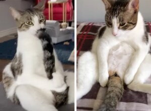 自慢の尻尾は念入りに! 毛づくろい姿が面白い猫。