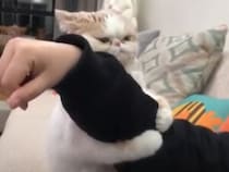 「もうどこにも行かニャいでっ！」ギュッと抱きついてくる猫。