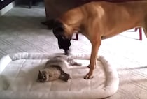 猫に寝床を奪われたデカワンコ 、可愛らしい反撃を開始！