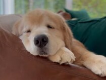 キズじゃないの、思い出を残してるの♡ 爪痕ひとつひとつが愛犬との