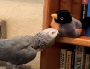 友達になりたいのかな? 鳥のぬいぐるみにアピールするインコ。