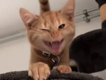 足元をうろちょろ＆ごつん♡ 猫さんたちのそれぞれの可愛い愛情表現！