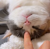 警戒心ゼロでお腹丸出し♡ 仰向けで眠る猫の寝顔が可愛すぎると話題