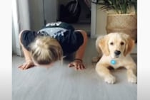 犬「僕も腕立て伏せできるよ〜」可愛すぎるトレーニング