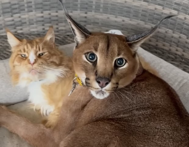 お昼寝中のカラカル「シャー！邪魔しないでっ」とお怒りモードで威嚇