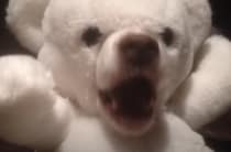 えっ、動いた？ このテディベア、何かがおかしいぞ