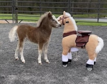 赤ちゃん馬、自分とそっくりな「おもちゃの馬」と友達に！