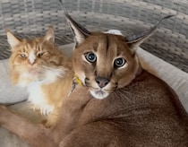 お昼寝中のカラカル「シャー！邪魔しないでっ」とお怒りモードで威嚇