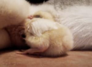 ふかふかベッド見つけた〜！ ヒヨコが眠っているのは最高に暖かくて優しい場所！