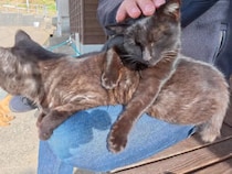 日向×膝の上＝最強！ 左右の膝で半分こ？黒猫コンビが選んだ特等席が素敵すぎる