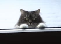 冬が大好きな猫「雪降ったよ〜！外で遊ぼう！」と呼びに来た♡