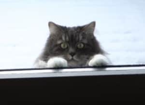 冬が大好きな猫「雪降ったよ〜！外で遊ぼう！」と呼びに来た♡