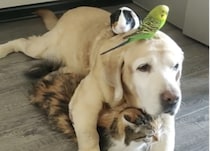 音楽隊が作れそう！ 犬、鳥、猫。 たくさんの動物が大集合♪