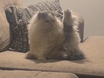 これは修行？ 片足を上げて微動だにしない猫、理由が気になりすぎる