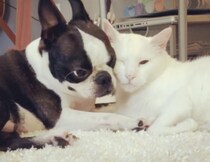 猫に毛づくろいしてほしい犬→しつこすぎる催促に思わず笑っちゃう！