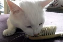 自分でゴシゴシ！ お気に入りのブラシでセルフお手入れする猫さん