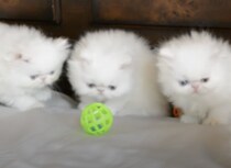 「これなんだ？動くぞ？」初めてボールを見た子猫たち、遊び方が分からずオドオド！