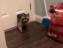 「おじゃましまーす！」犬用ドアから珍客登場。