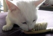 自分でゴシゴシ！ お気に入りのブラシでセルフお手入れする猫さん