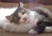 「もふもふ気持ちいいにゃ〜」白うさぎが好きすぎる猫