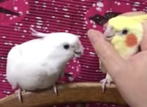 「ちょっと〜！いつまで触ってるのよ！」鳥同士でヤキモチを焼く姿が可愛すぎた。