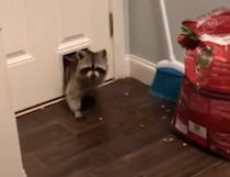 「おじゃましまーす！」犬用ドアから珍客登場。