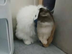 もふもふなのに超コンパクト、筒を着こなす猫さん