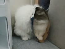 もふもふなのに超コンパクト、筒を着こなす猫さん