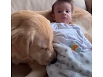 不思議！ 泣いている赤ちゃん、愛犬が隣にいるとピタリと泣き止む！