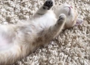 見よ！ この無防備な寝顔！ 癒されること間違いなし♡