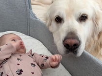 赤ちゃんが初めて犬に触れた日… ゴールデンレトリバーの反応が優しすぎた