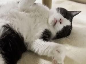 この寝顔からは想像できない… お掃除ロボットに全力で挑む猫ライダー！