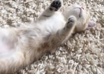 見よ！ この無防備な寝顔！ 癒されること間違いなし♡