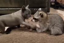 犬「貸してくれてもいいでしょ！」アライグマとぬいぐるみの奪い合い！